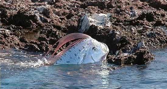 鲱鱼王 世界上最长的硬骨鱼――“大鲱鱼王”