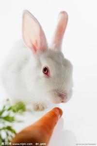 小白兔吃萝卜 小白兔吃萝卜奥数题及答案