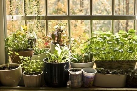室内吸毒植物 能在室内吸毒的植物有哪些