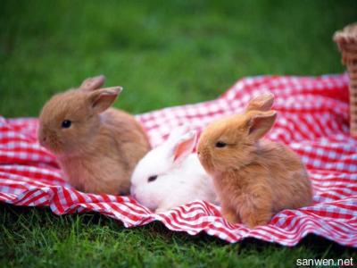 刚出生兔子怎么养 买的宠物兔子怎么养