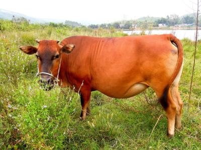 黄牛养殖场图片 黄牛的养殖方法