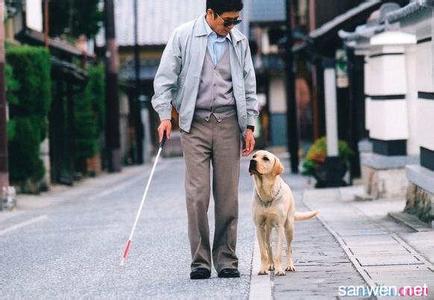 导盲犬的作用 导盲犬怎么养 导盲犬的作用