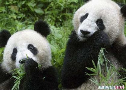 大熊猫濒临灭绝的原因 大熊猫为什么濒临灭绝 大熊猫濒临灭绝的原因
