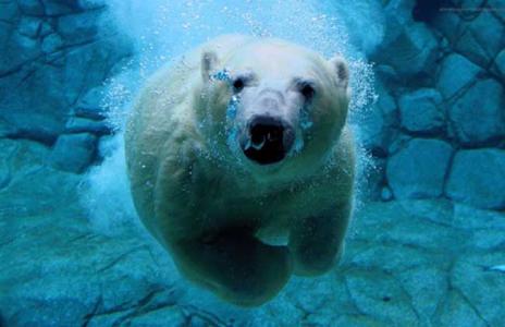 北极熊吃什么食物图片 北极熊吃什么食物