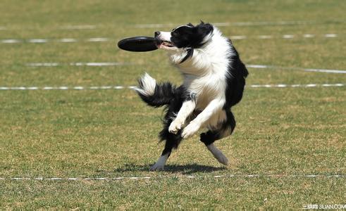 训练狗狗接飞盘的方法 狗狗玩飞盘的训练要点