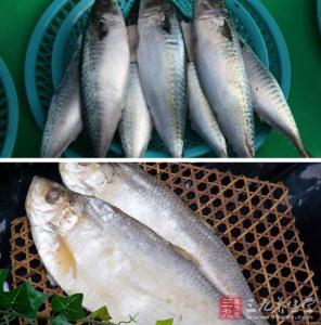 银鳕鱼哪个部位最营养 鱼的这6个部位营养价值高