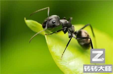 黑蚂蚁怎么吃 黑蚂蚁应该怎么吃