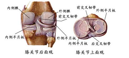 半月板怎么会损伤 半月板损伤有什么危害