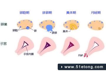 月经周期怎么算最准确 月经周期多少天正常