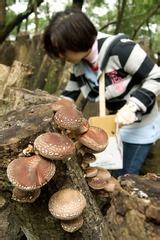 你是寒冬里的花蕾 香菇怎样避免寒冬萎蕾死菇