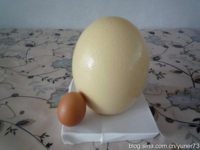 鸵鸟蛋的营养价值 鸵鸟蛋怎么吃好吃 鸵鸟蛋的营养价值