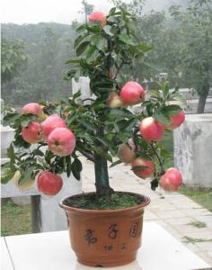 苹果籽盆栽种植方法 苹果籽怎么种小盆栽_苹果盆栽的种植