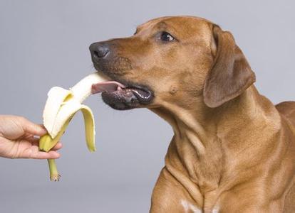 刺激性水果 水果对狗狗的肠胃有刺激性