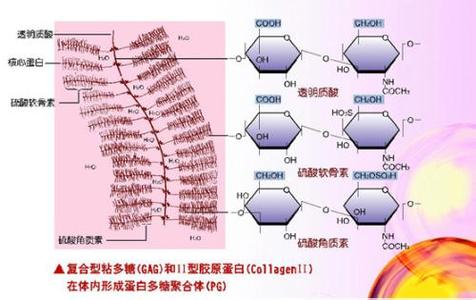 胶原蛋白特性 胶原蛋白的五大特性