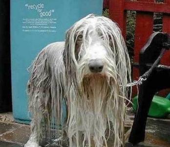 上海浦东宠物狗洗澡 给扁嘴宠物狗洗澡的小窍门