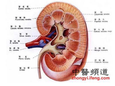 对肾脏有益的六大食物 肾脏最怕的六件事