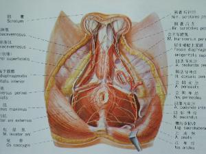 囊肿图片 囊肿是怎么形成的