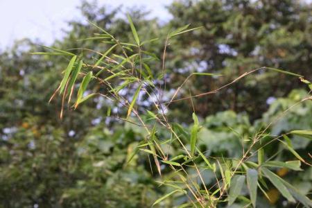 攀缘植物 攀缘植物到底是怎样爬竿的