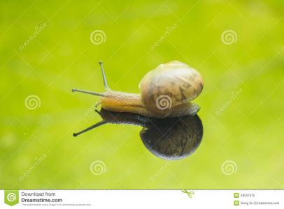 蜗牛为什么爬得很慢 为什么蜗牛爬的慢