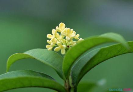 阳台养好桂花的秘诀 月桂花怎么养