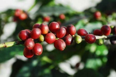 中国哪可以种植咖啡树 咖啡树怎么种植_咖啡树的种植技术
