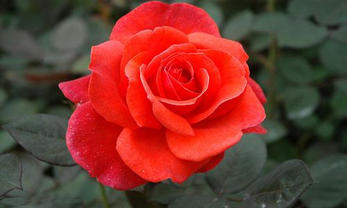 醋泡玫瑰花功效和作用 玫瑰花作用和功效