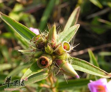 天香芦的功效与作用 天香炉的功效与作用