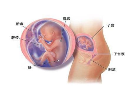 怀孕五个月怎么做胎教 怀孕第五个月的胎教要点是什么