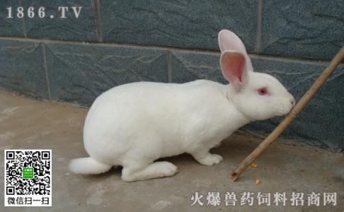 兔子怎么养它会和你熟 兔子怎么养不臭