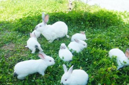 怎么养兔子繁殖最快 怎么养殖兔子