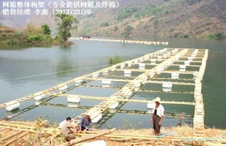 桂花鱼网箱的高产养殖 鲶鱼网箱高产的养殖技术