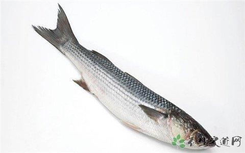 乌头鱼的营养价值 乌头鱼的营养价值_吃乌头鱼的好处