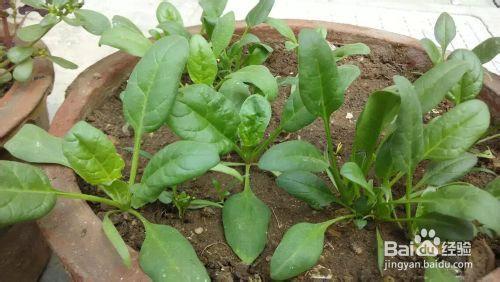 菠菜种子怎么种植方法 怎么种植菠菜_菠菜的种植方法