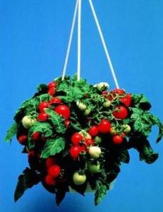 樱桃番茄盆栽 盆栽樱桃番茄要怎么种