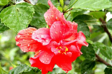 红花的功效与作用 红花的功效和作用 红花如何食用(3)