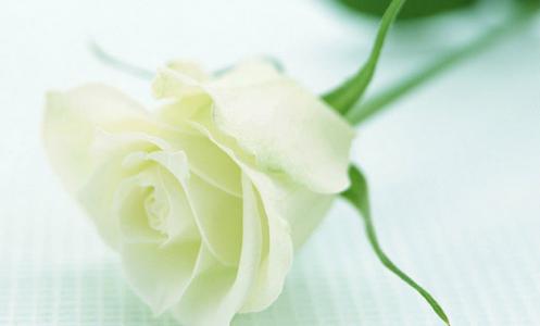 白玫瑰花语 白玫瑰怎么养 白玫瑰的花语