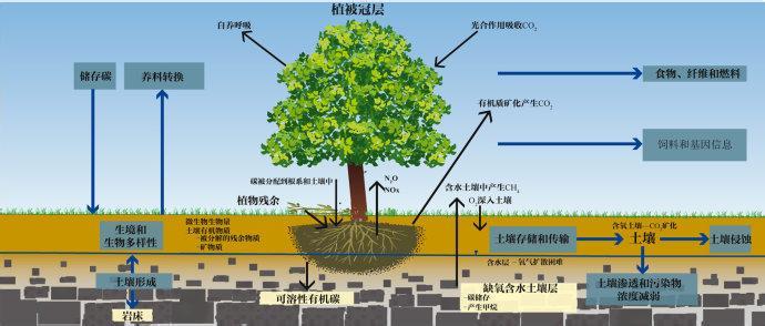土壤是怎么形成的 土壤是怎么样形成的