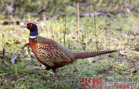 小山鸡怎么养 夏天山鸡怎么养