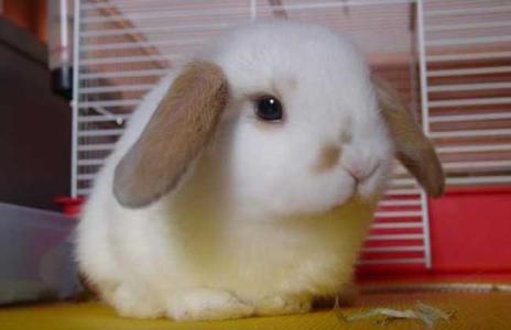 垂耳兔的智商能有几岁 垂耳兔怎么养