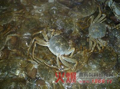 宠物螃蟹应该怎么养 螃蟹应该怎么养