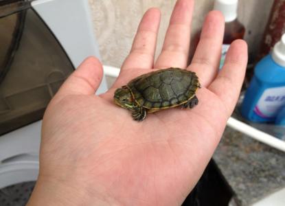 街上买的小乌龟怎么养 小乌龟怎么养