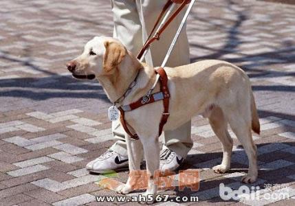 导盲犬的作用 导盲犬怎么养 导盲犬的作用(2)