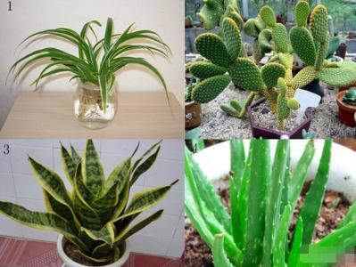 净化空气的室内植物 能净化房间空气的植物