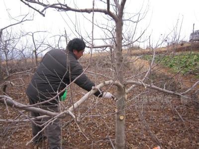 苹果树冬季修剪视频 苹果树冬剪存在问题及补救措施