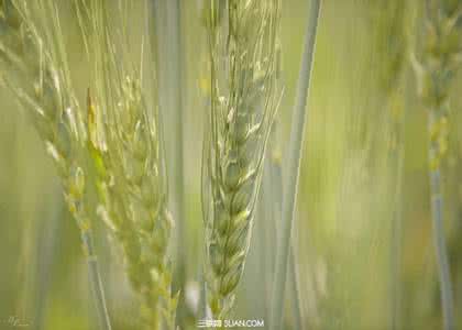 小麦收购注意事项 尿液浇小麦的方法和注意事项