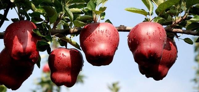 蛇果和苹果营养价值 蛇果和苹果的营养价值有区别吗
