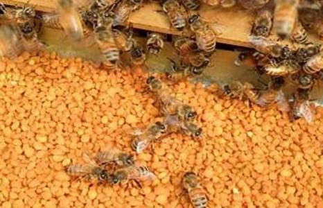 男人吃花粉有什么好处 蜂花粉怎么吃最好