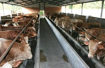 肉牛快速育肥饲料 肉牛快速育肥九措施