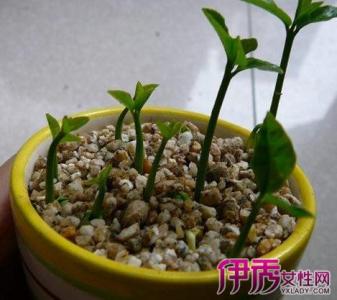 如何种植柚子树盆栽 盆栽柚子怎么种植_如何种植柚子盆栽