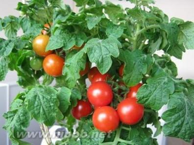 蕃茄田和番茄苗打官司 蕃茄怎么种_如何种植番茄